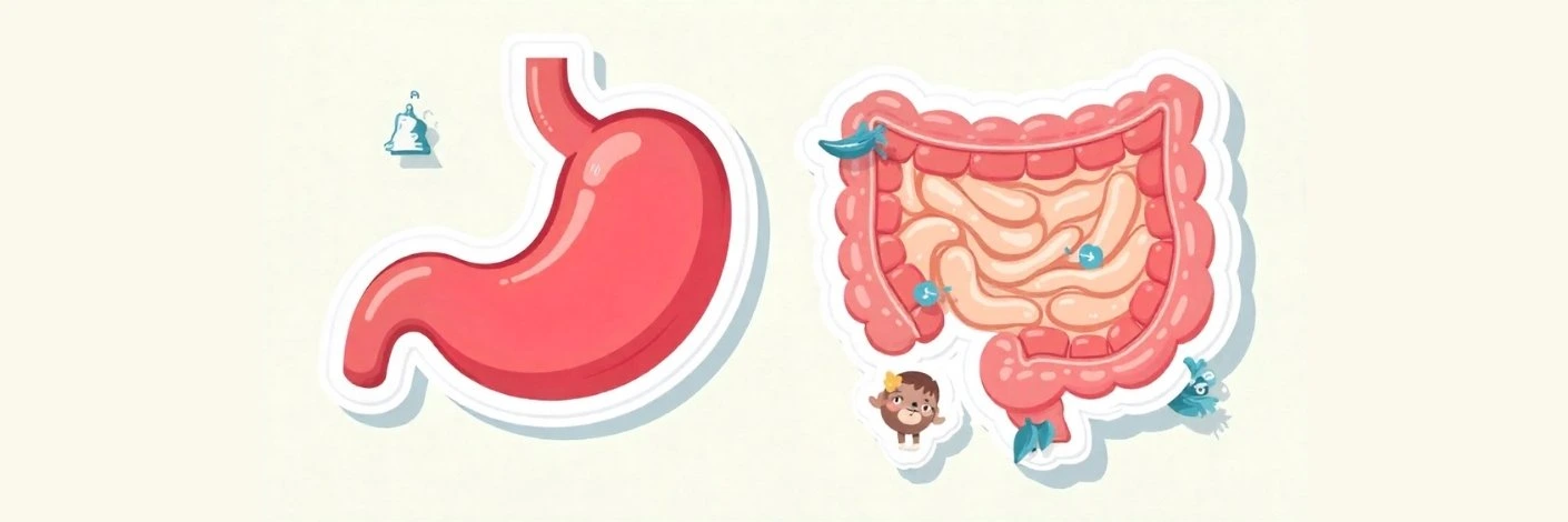 what is weak digestion digestive system graphic