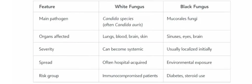 White Fungus vs Black Fungus Difference